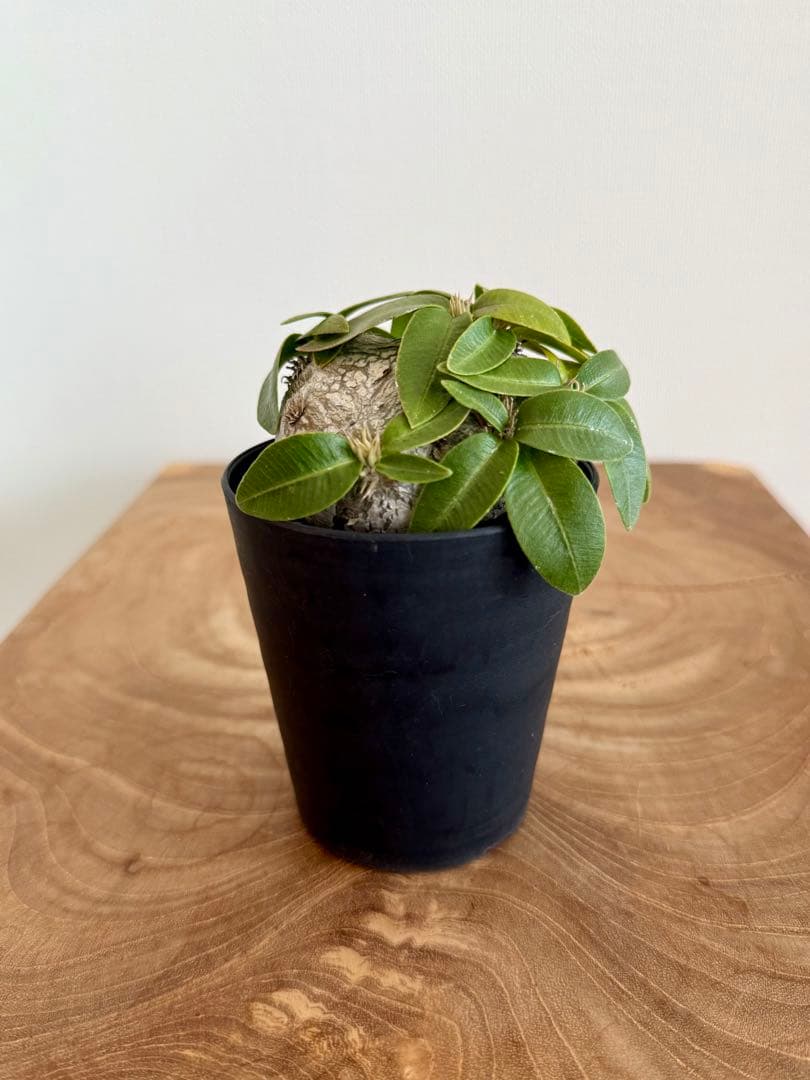 パキポディウム ブレビカウレ 恵比寿笑 良型 現地球 発根済み