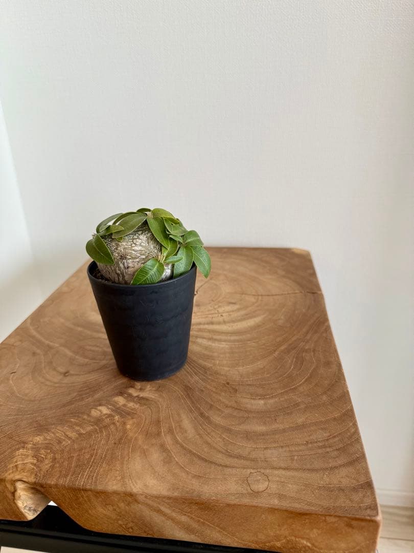 パキポディウム ブレビカウレ 恵比寿笑 良型 現地球 発根済み