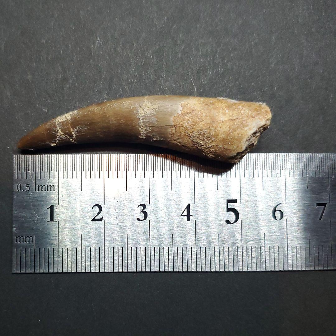 プレシオサウルス 化石 歯 本物 モロッコ産 56.5mm ケース付 pr109