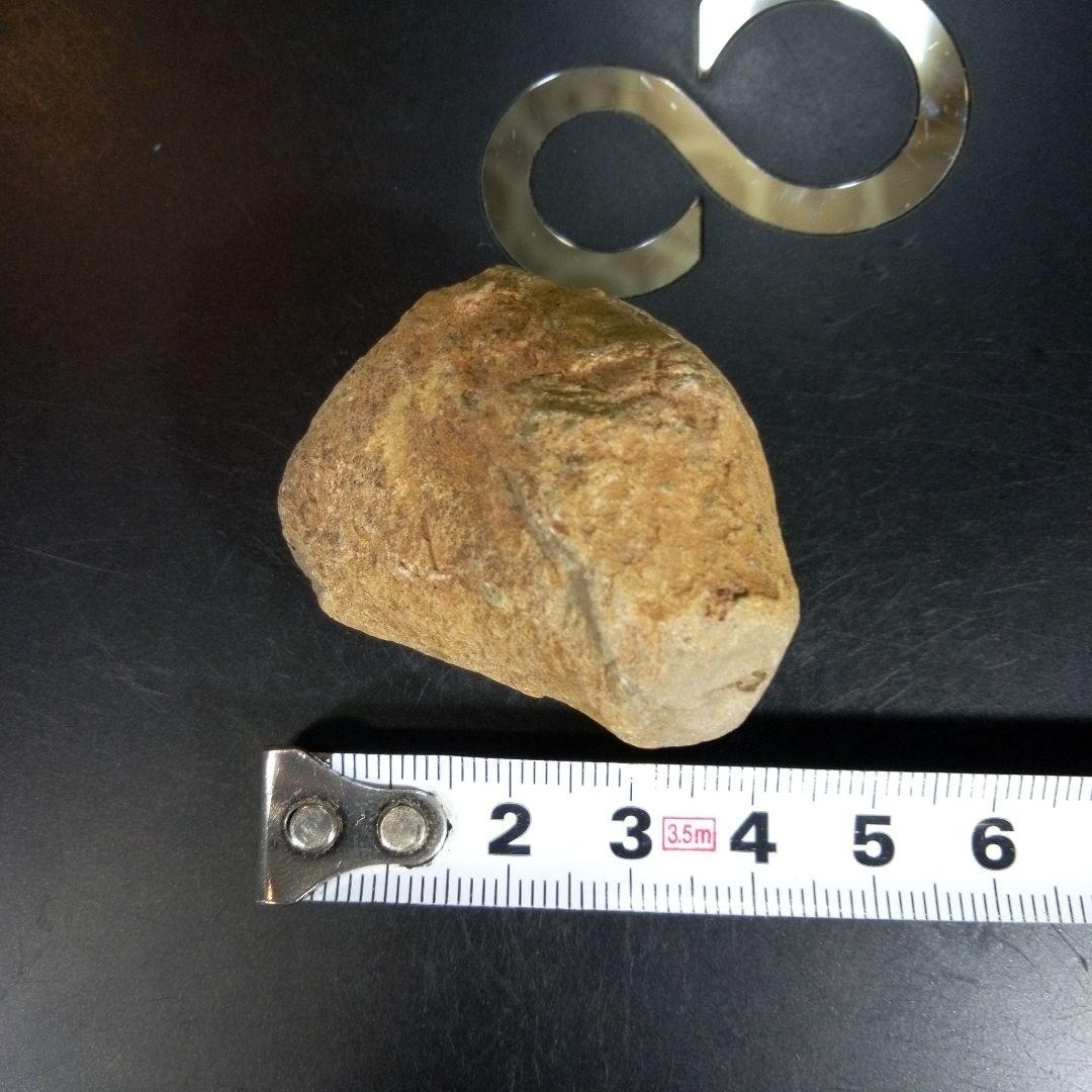 三葉虫　化石　fossil　ボリビア産　trilobite　ボリビア三葉虫郡③