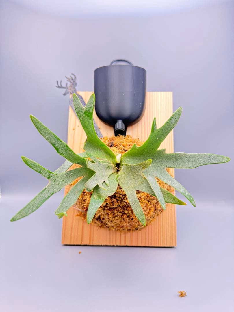 極大サイズ　ビカクシダ P.willinckii 'Jewel' spore