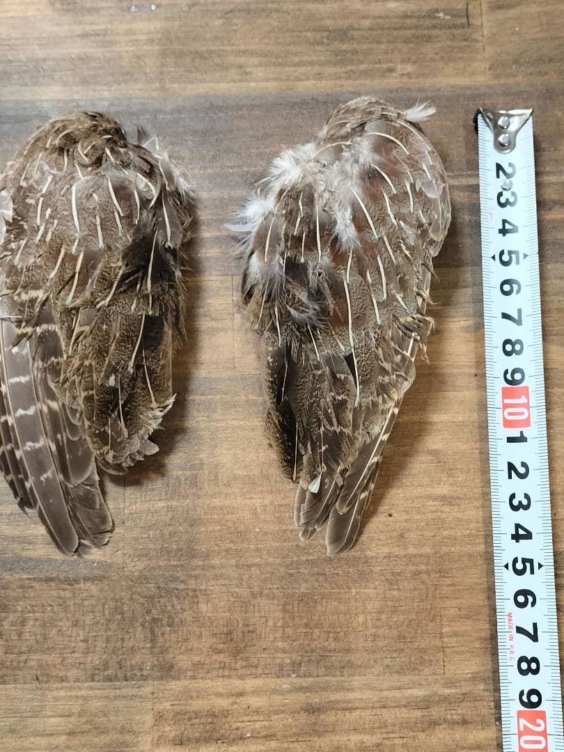 【フライタイイング】ハックル ケープ・クイル 5点まとめ売り