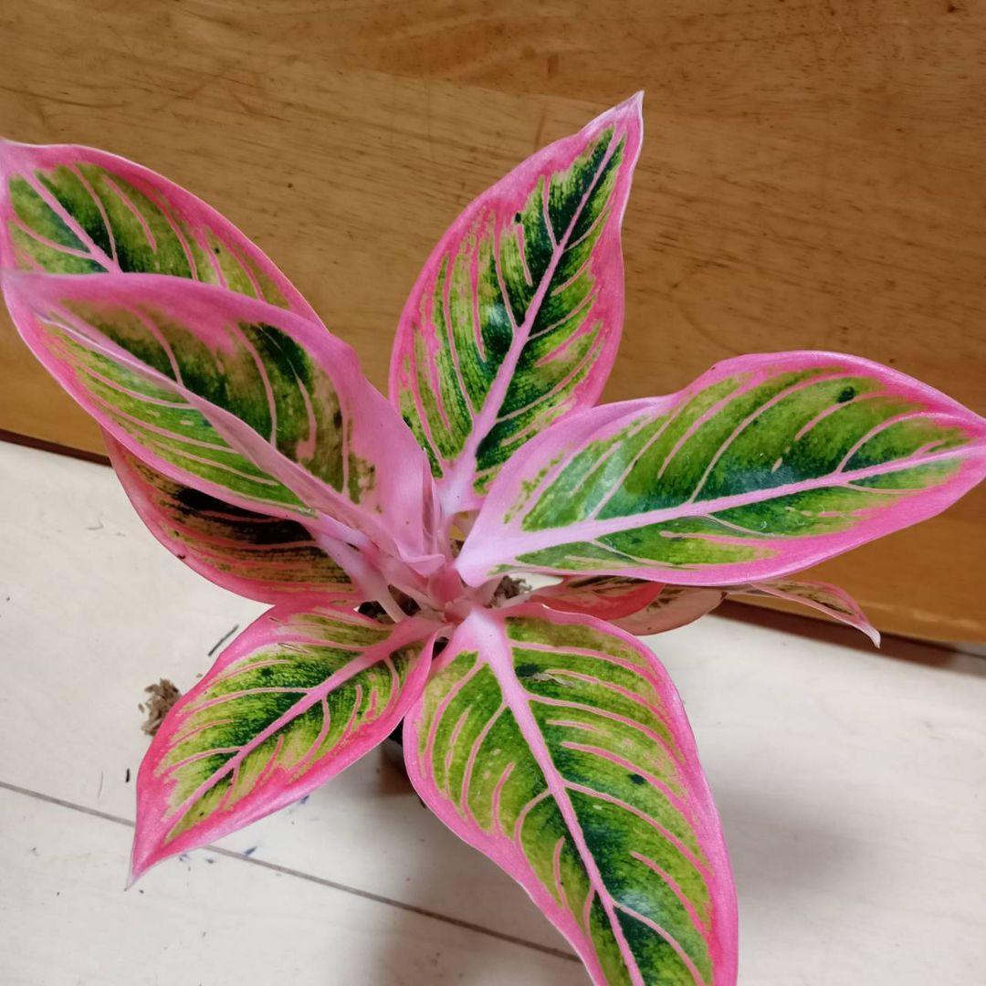 アグラオネマ　ロータス　デライト　観葉植物