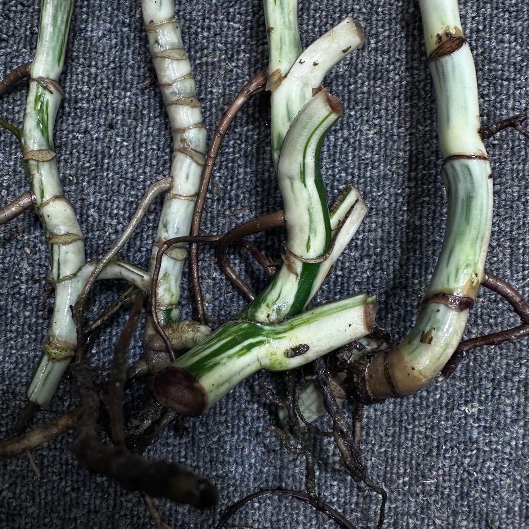 a*a様 斑入りモンステラホワイトタイガー大茎6株おまとめ