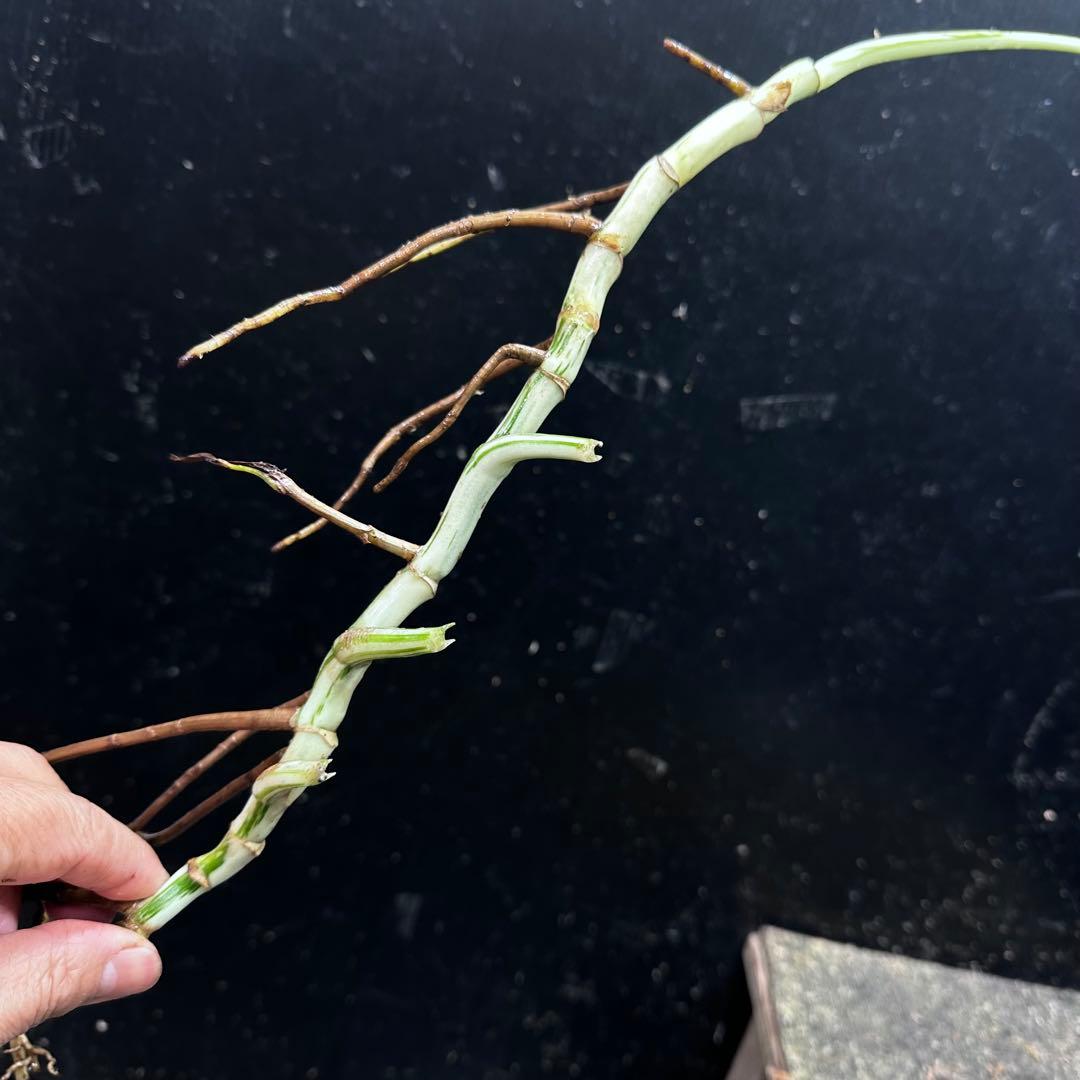 a*a様 斑入りモンステラホワイトタイガー大茎6株おまとめ