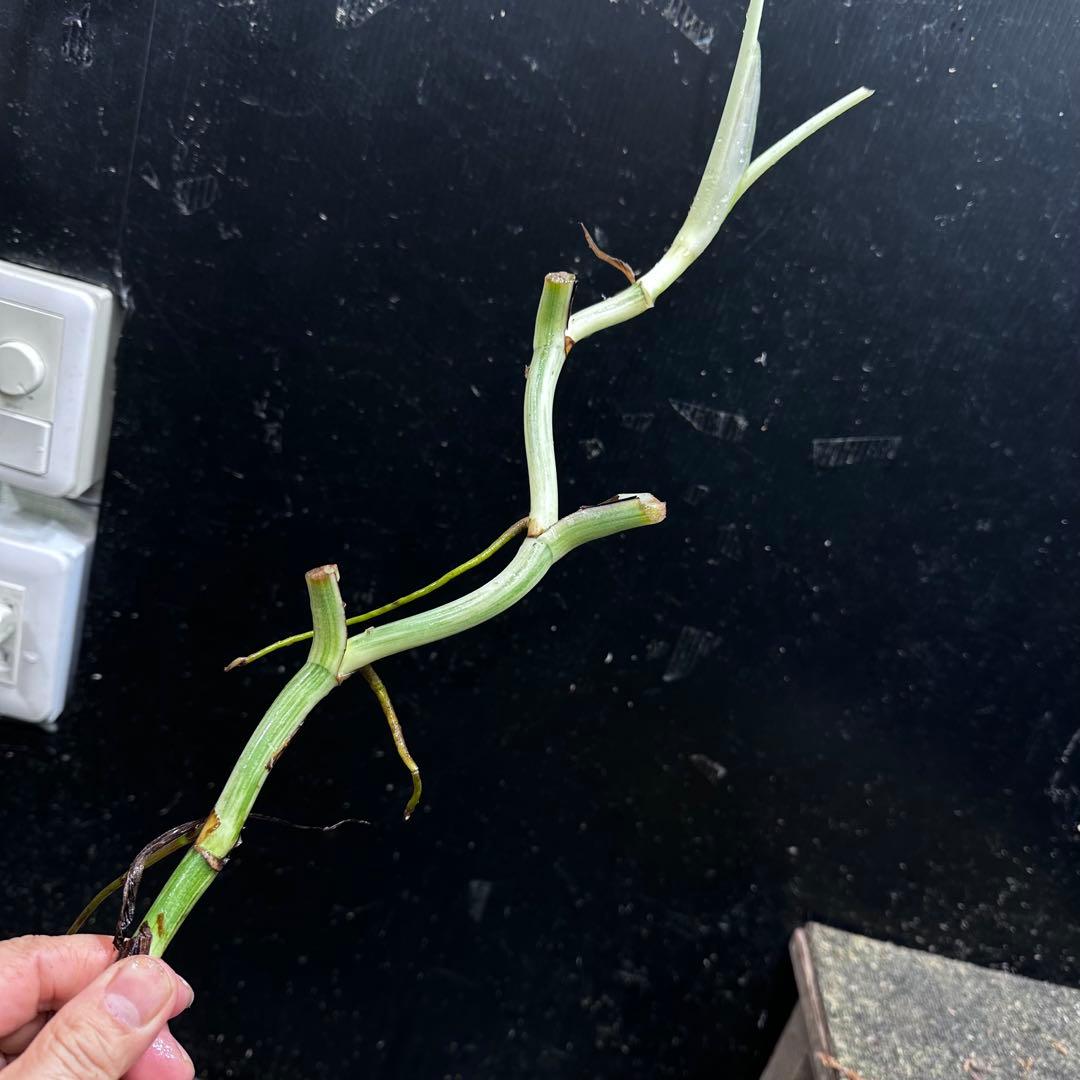 a*a様 斑入りモンステラホワイトタイガー大茎6株おまとめ