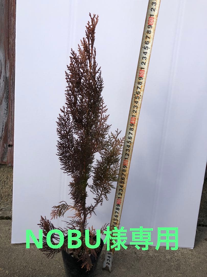 NOBUエレガンテシマ