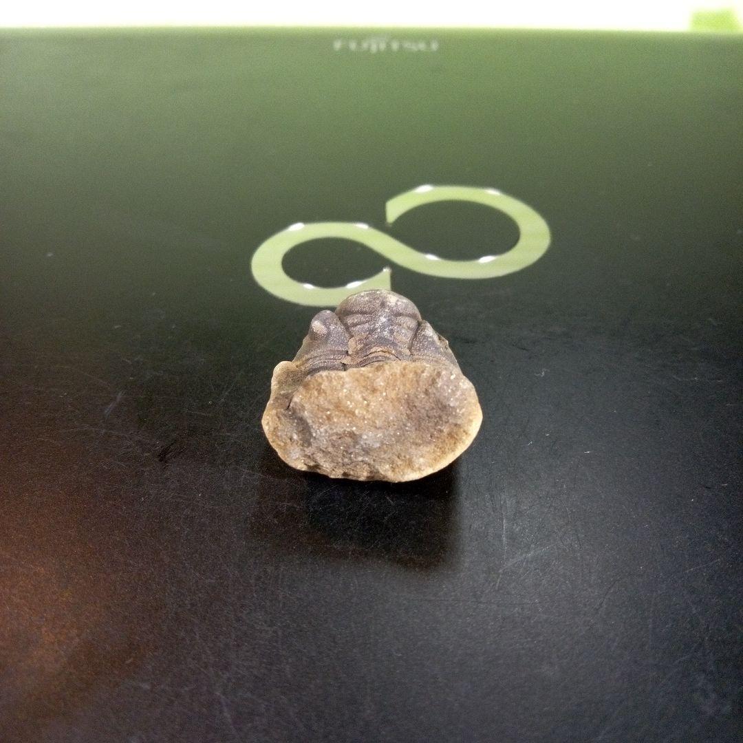 三葉虫　化石　fossil　海　ボリビア産　trilobite　海生動物種別⑤