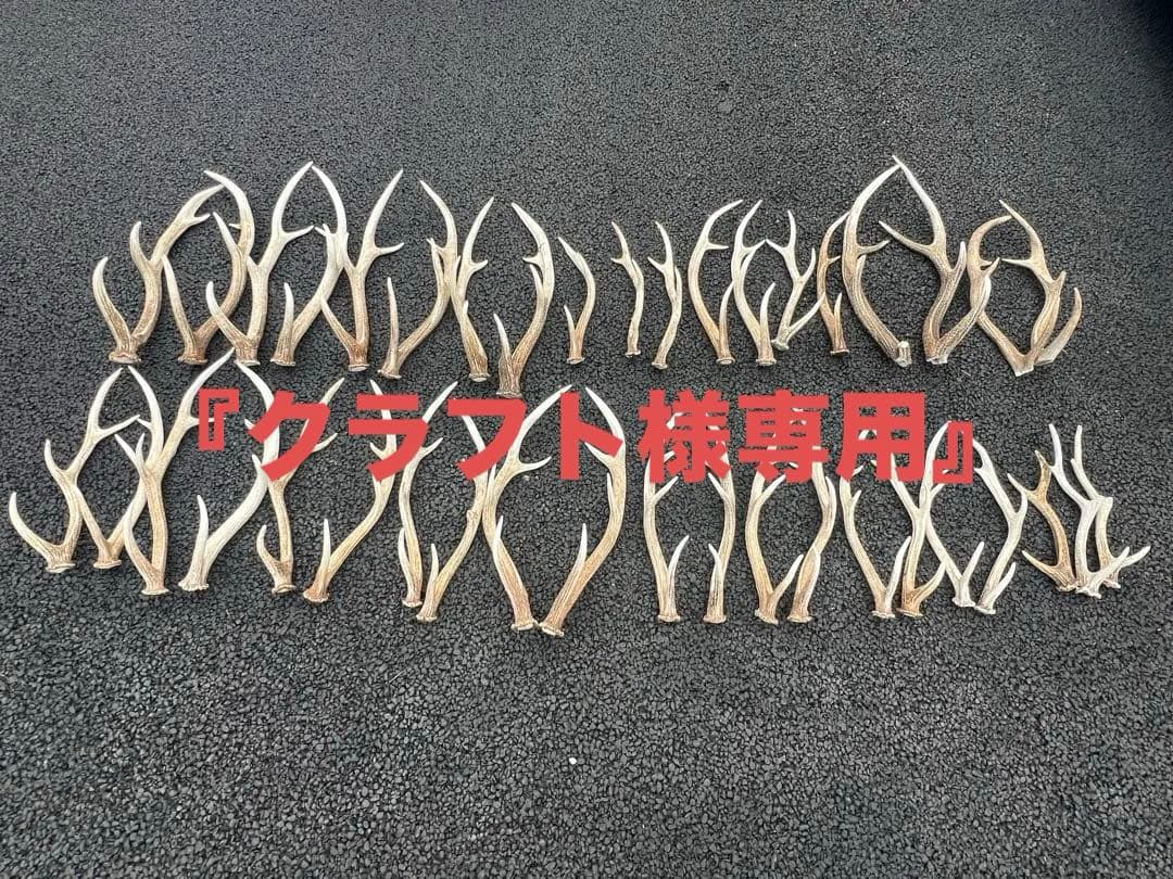 『蝦夷鹿の角40本セット』 鹿角