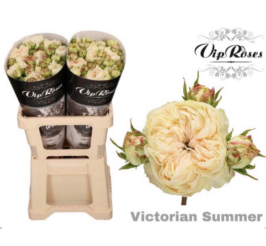 バラ苗　海外切り花品種　接木