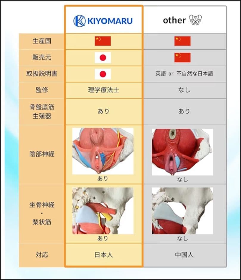 KIYOMARU 骨盤底筋付き女性骨盤模型 人体模型 8パーツ 理学療法士