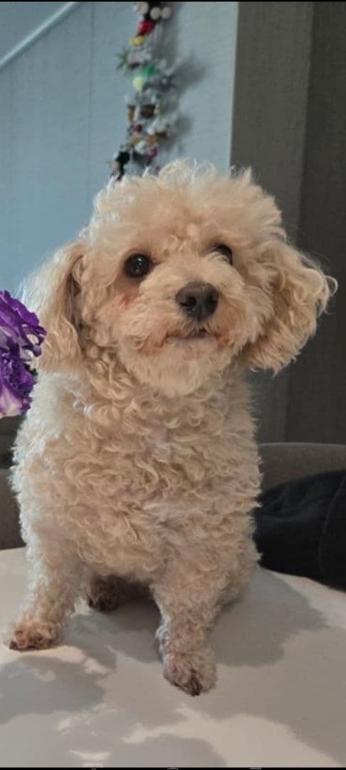 Tigerlsjオーダーベージ。20センチサイズ