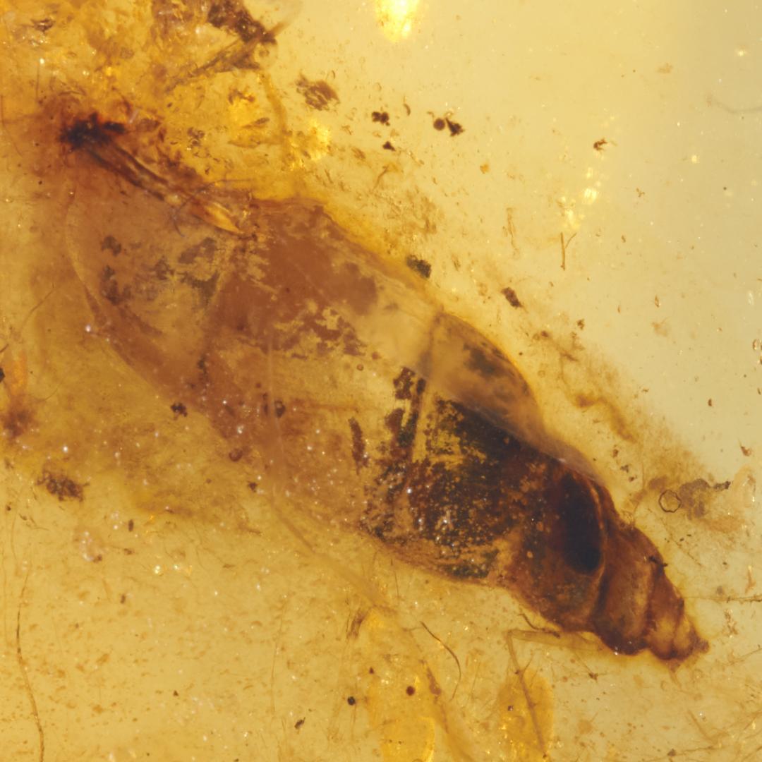 レア極上品 PA163虫入り琥珀化石　ミャンマーカムティかタナイ9900万年前