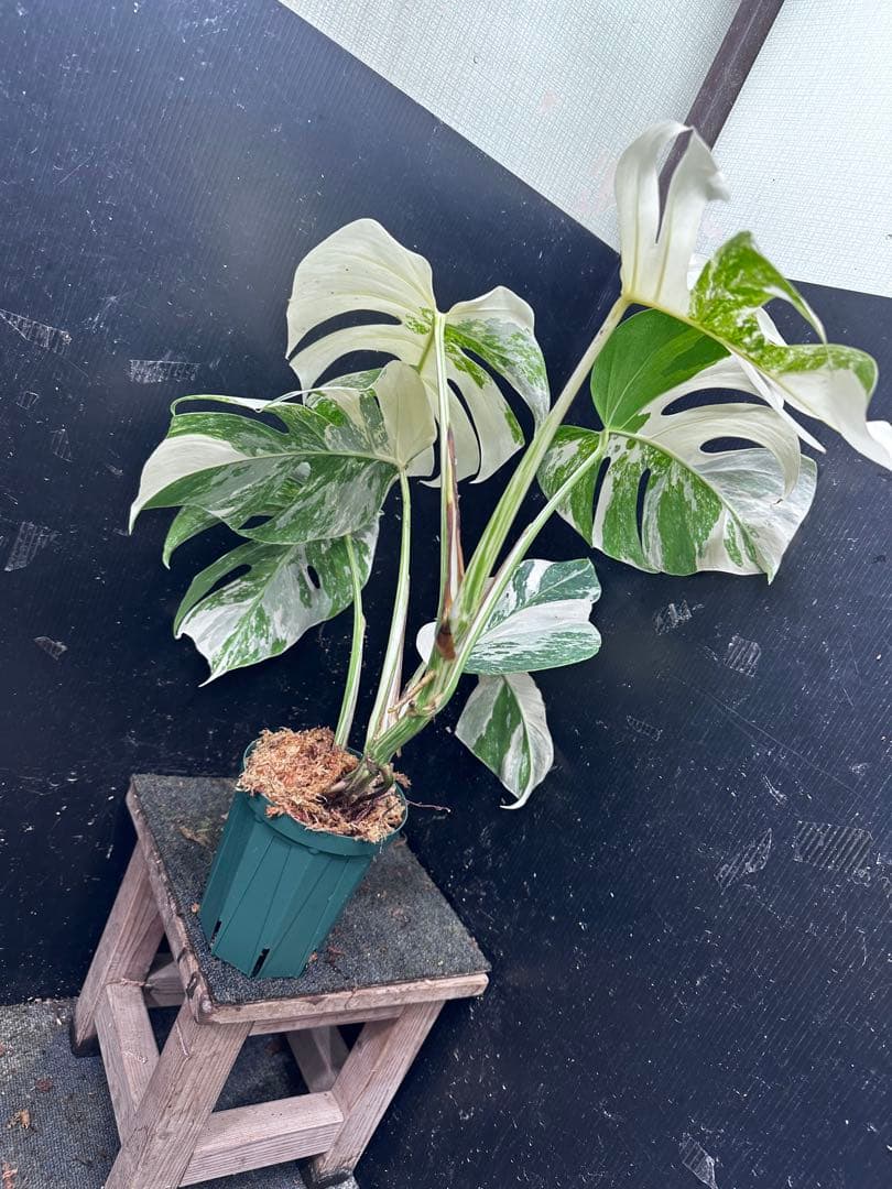 ビ*ズ様 斑入りモンステラ ホワイトタイガー極美大株65cm白斑多