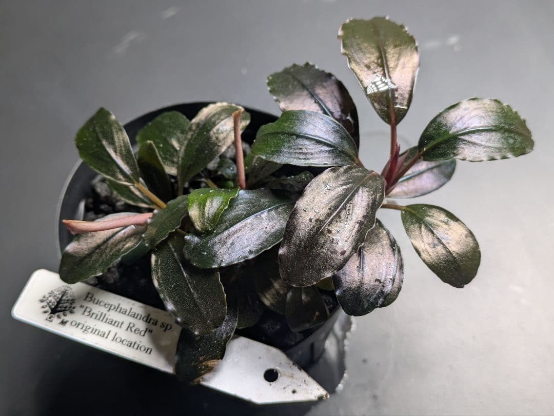 水草 Bucephalandra sp.Brilliant Red