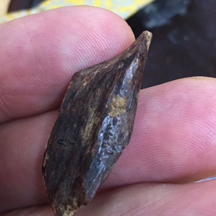 沈香 伽羅 香木 金札 緑油奇楠香