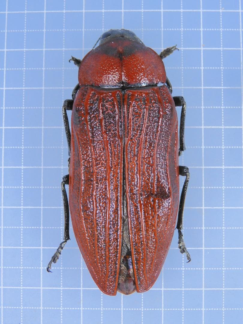 標本 Australia Themognatha heros 65mm