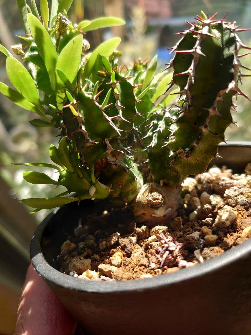 【さりお】ユーフォルビア ムランジーナ