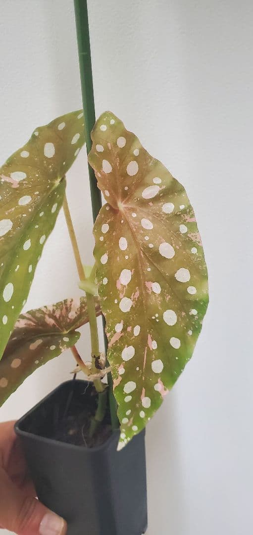 ベゴニア・マクラータ斑入り株の出品です。