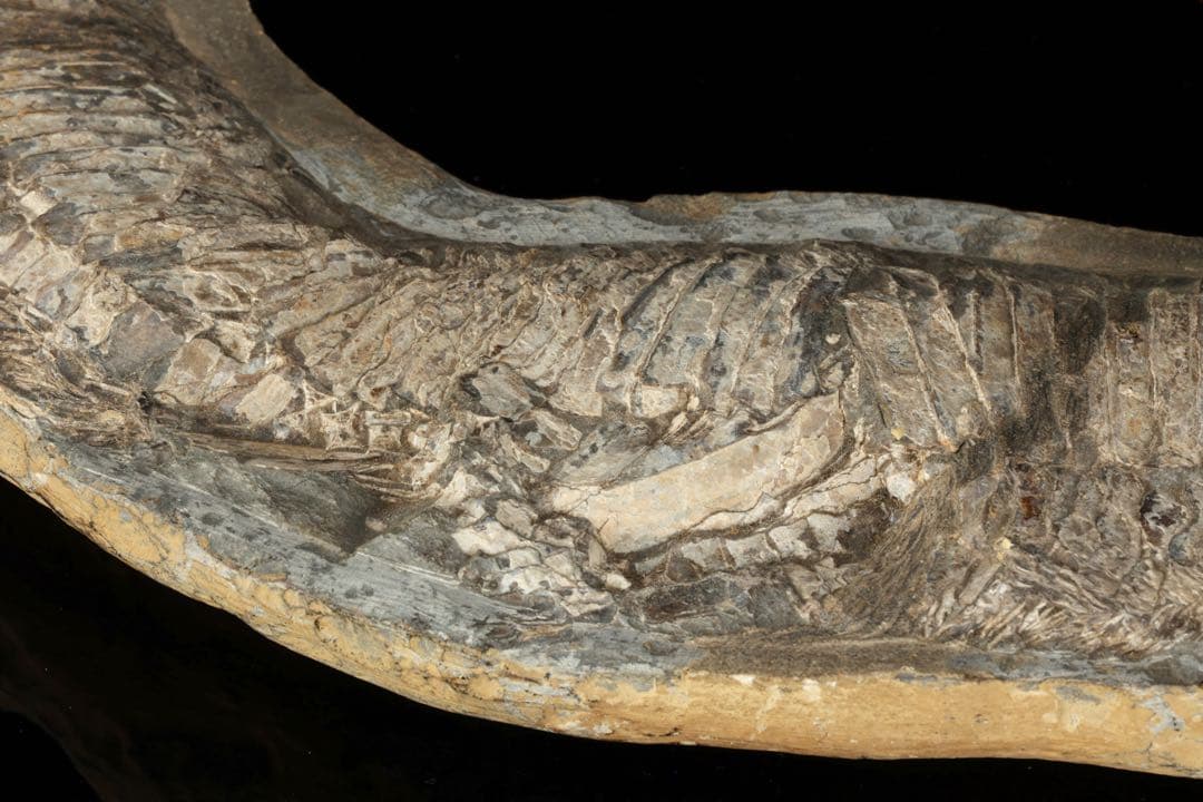 白亜紀前期 サンタナ層産 古代魚化石 魚類化石 クラドキクルス 骨格 標本