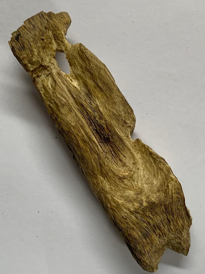 緑油伽羅 沈香原木 香木 重さ:25.4g (本物証明)