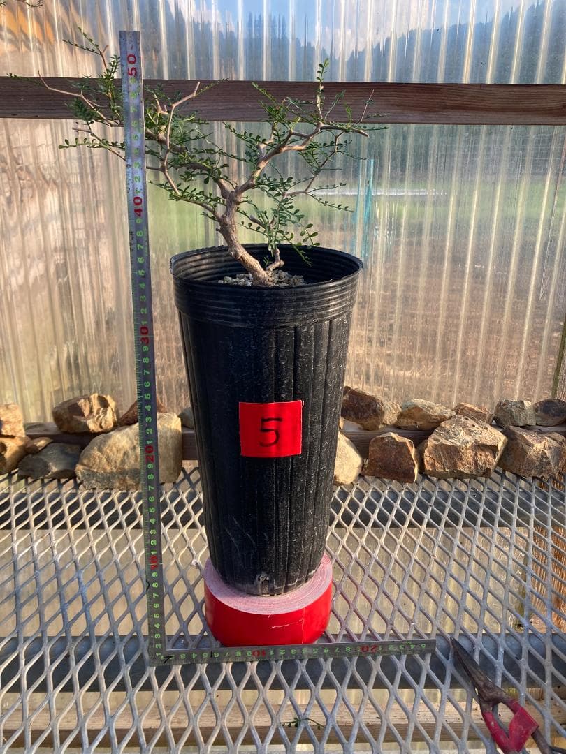 オペルクリカリア・パキプス(根挿し)No5