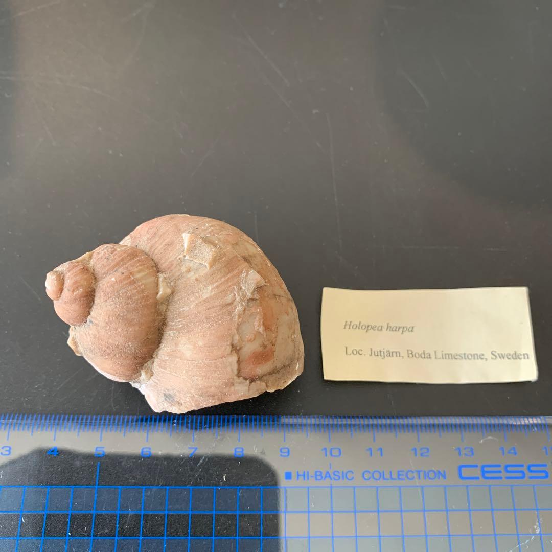 貝の化石 Holopea harpa 本物　オルドビス紀
