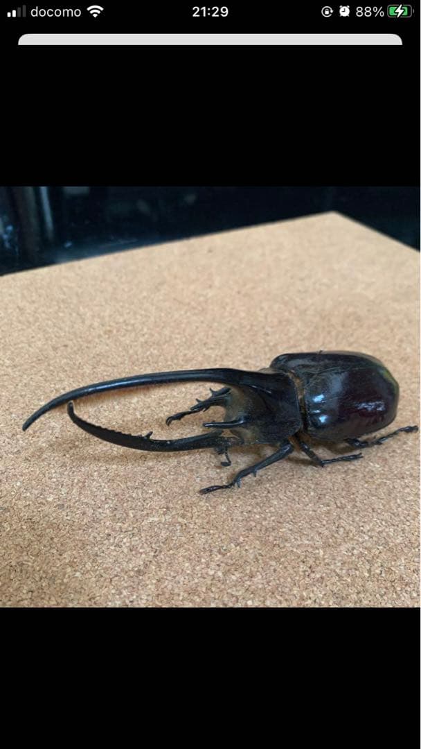 ネプチューンオオカブト♂野外品標本