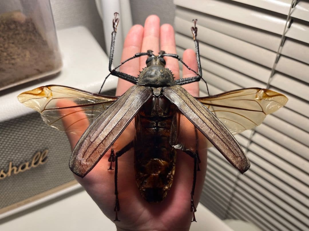 【開翅125mm】スジバネトゲフチオオウスバカミキリ ブルウスバ標本