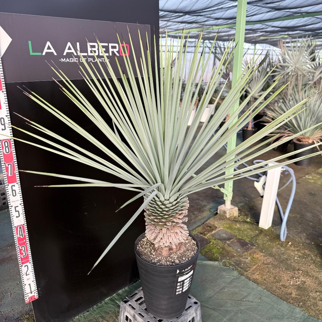 か*ず様 【AL1130】ユッカ　リギダ