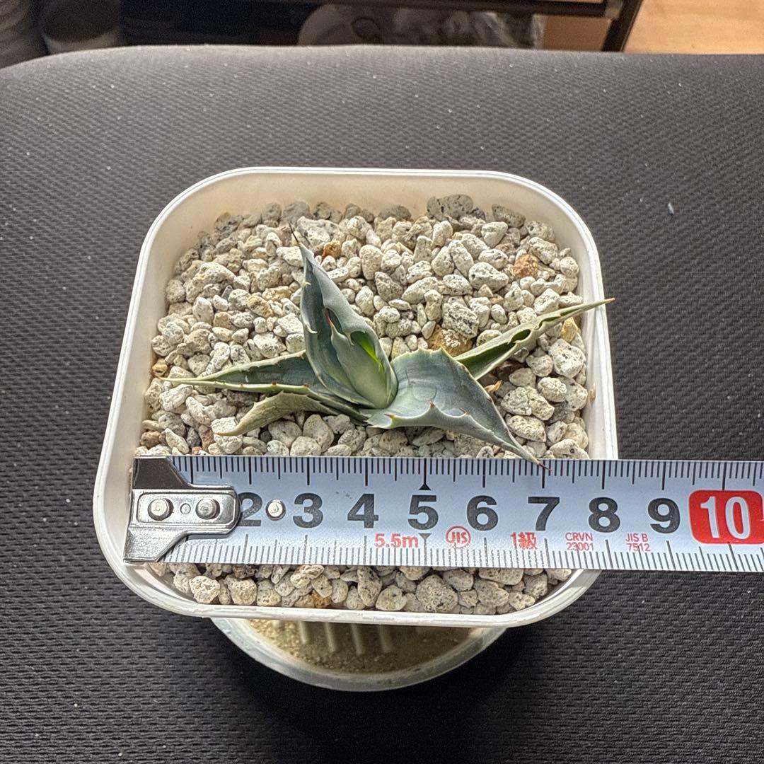 ひ*ろ様 アガベ　オバティフォリア　アウェイクニングエンジェル