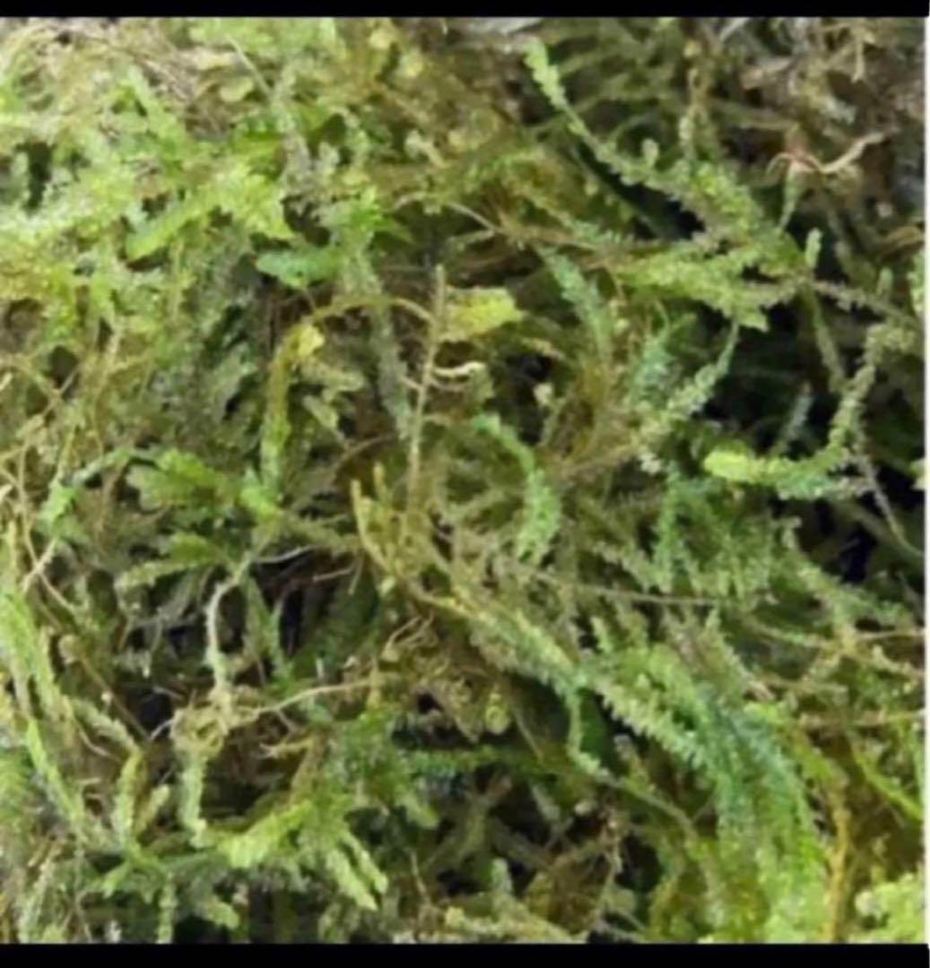 無農薬　国内産　ウィローモス　1kg 大盛り！お得