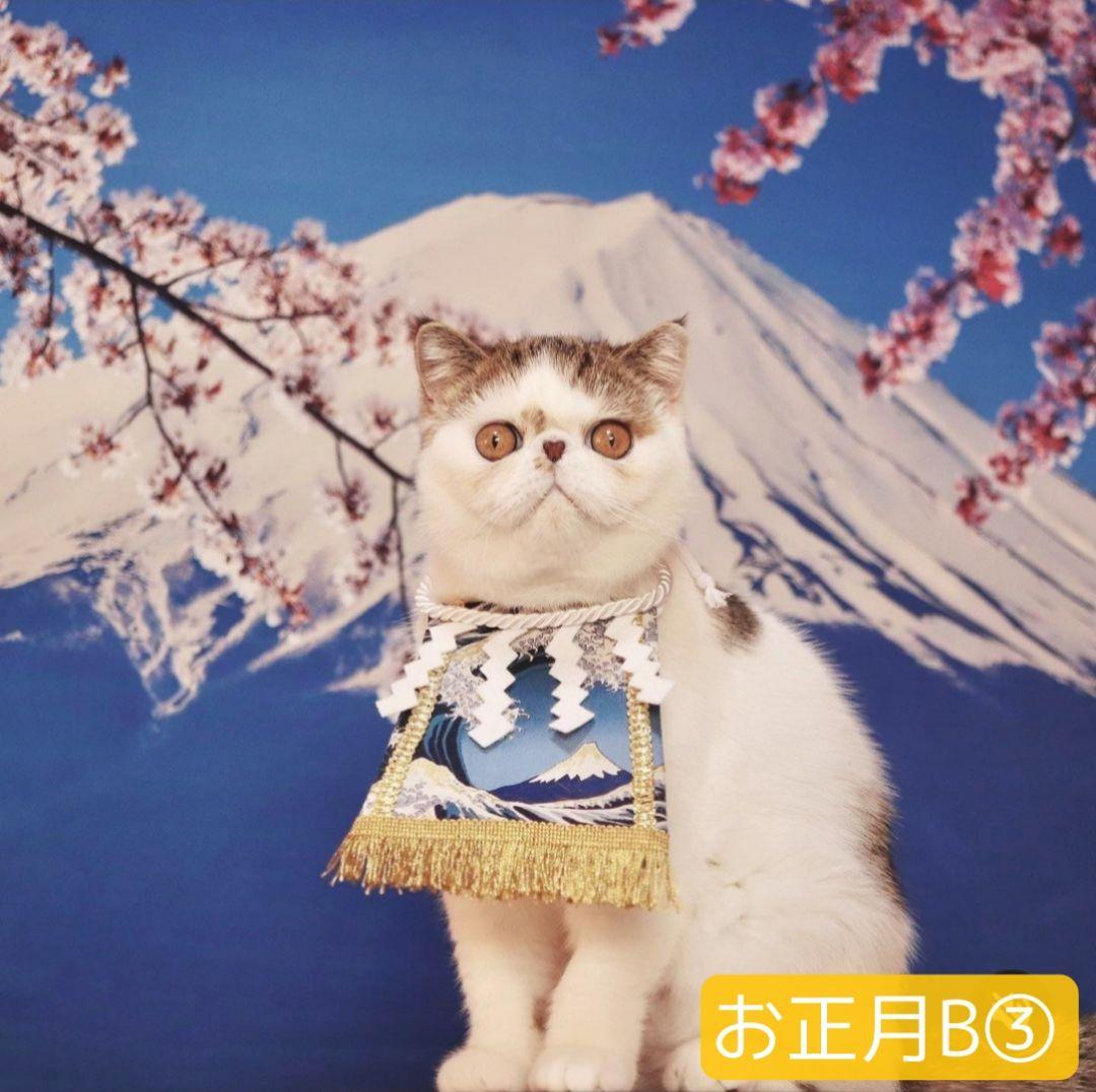 背景布【秋H】サンプル　9月お月見、ペット、トリミング撮影用　パンパスグラス