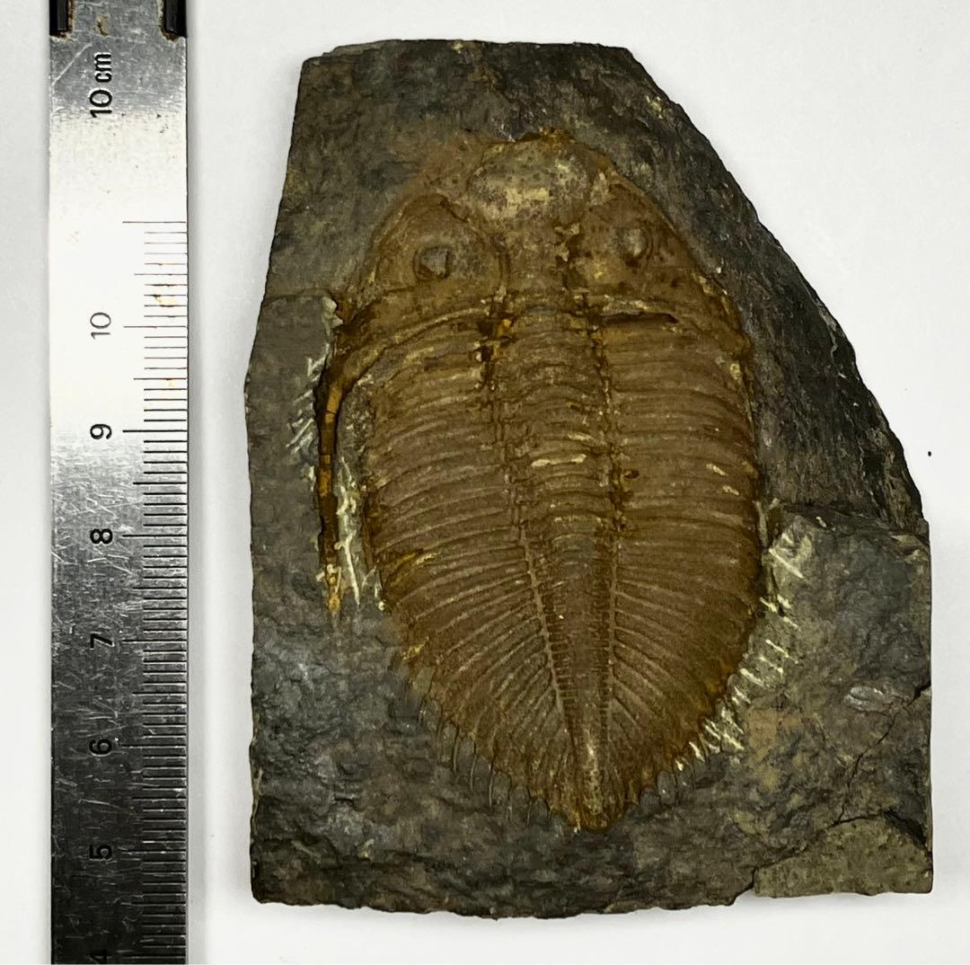 三葉虫　化石　Coronocephalus