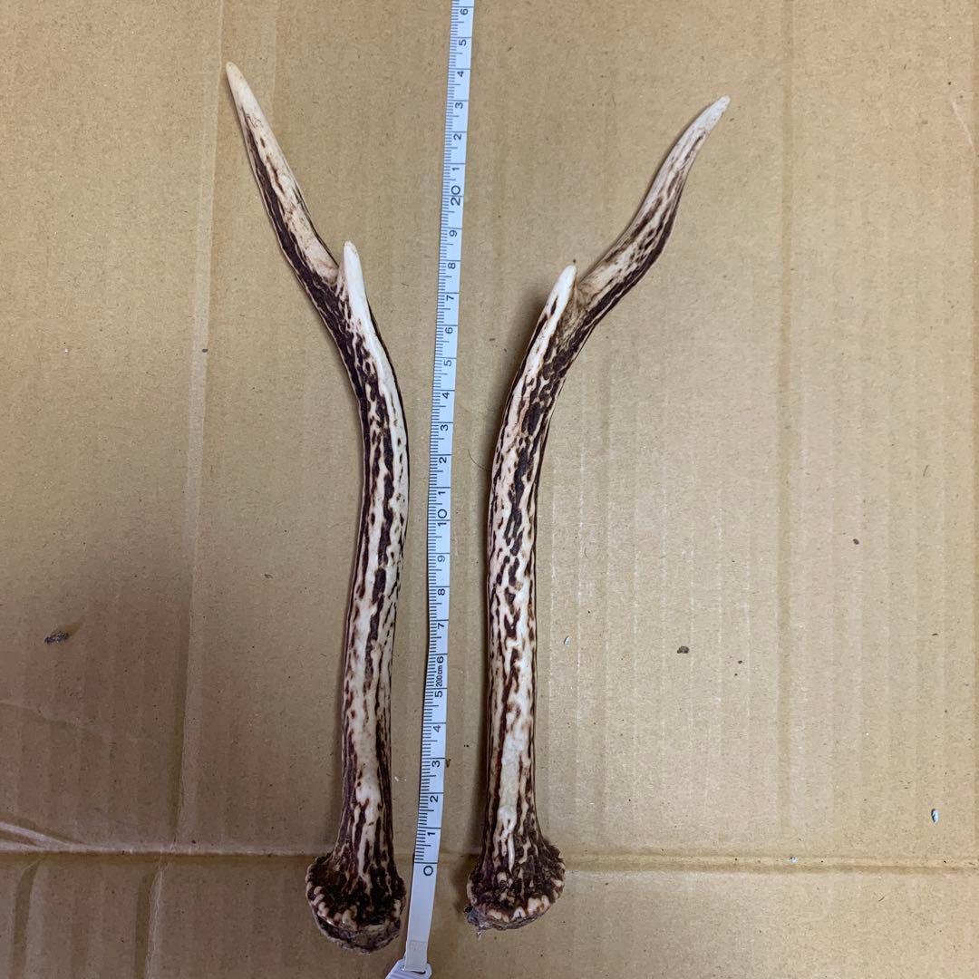 鹿の角 鹿角 38本　インテリア 犬 おもちゃ