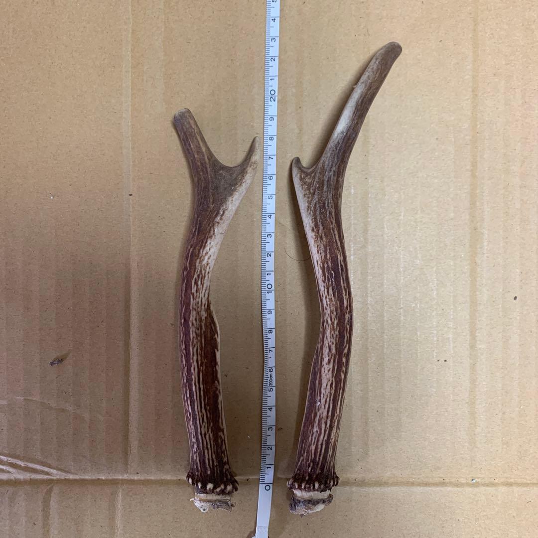 鹿の角 鹿角 38本　インテリア 犬 おもちゃ