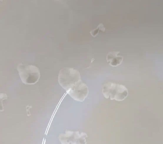 茶道具　雪華紋茶碗　森本宋永作　綺麗な平茶碗です