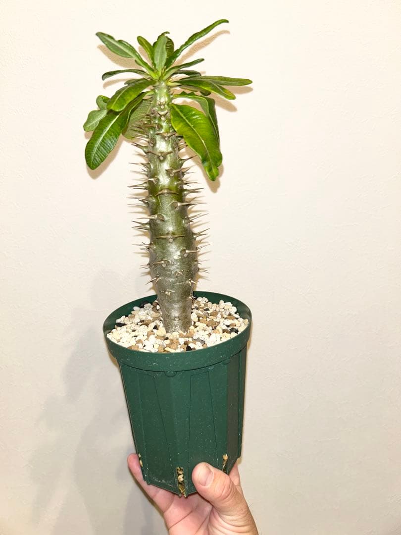 H**様 パキポディウム　アンボンゲンセ　実生株