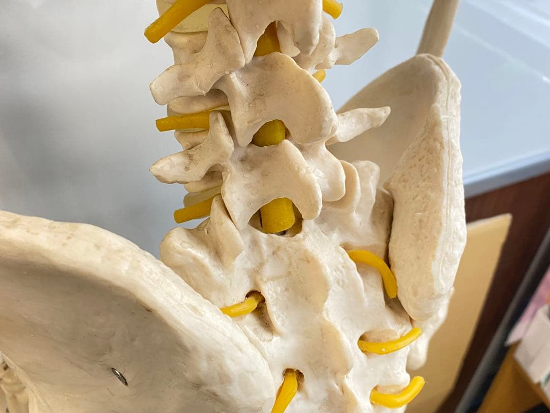 人体骨格模型 約176ｃｍ 土台含 キャスター付き