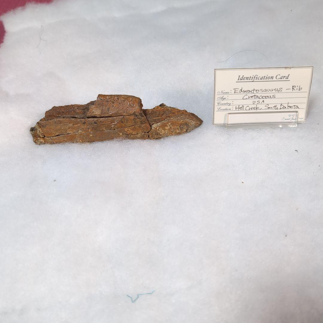 本物　恐竜　エドモントサウルスの助骨　化石　ヘルクリーク層　ネームプレート付