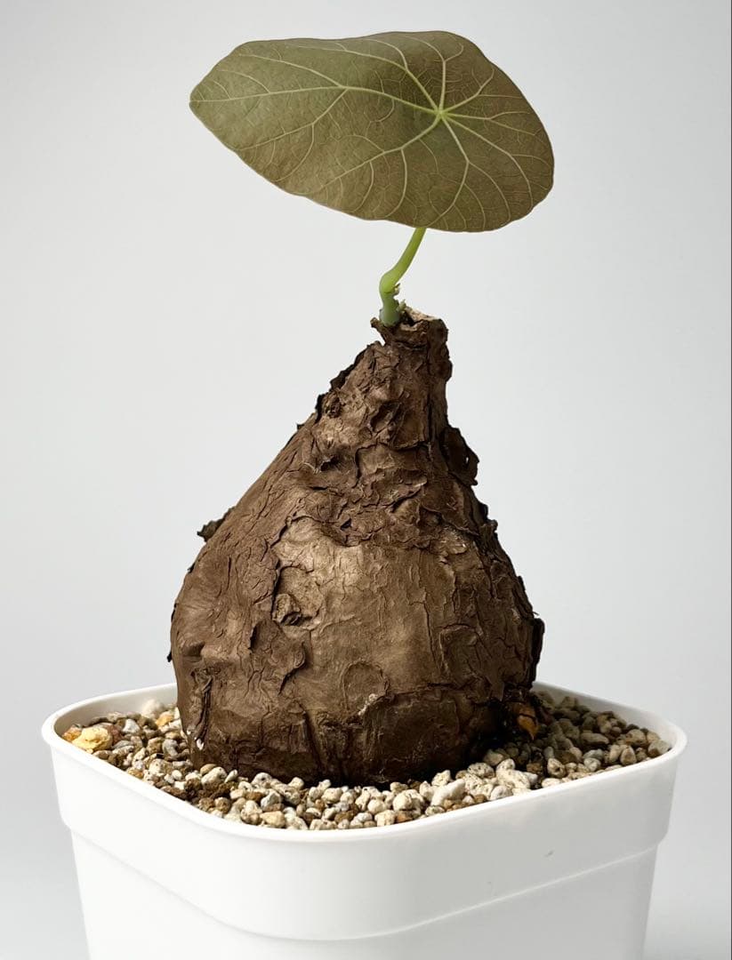 Nasu ステファニア カウィーサキー 鉢植え A-16