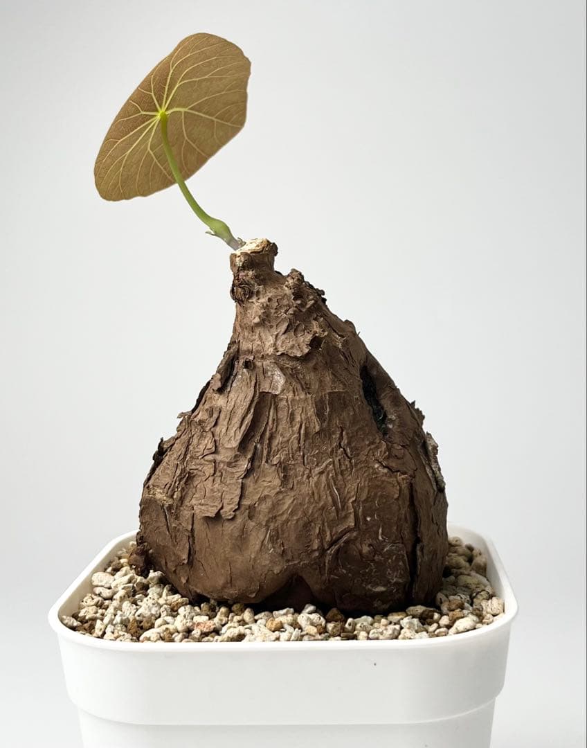 Nasu ステファニア カウィーサキー 鉢植え A-16