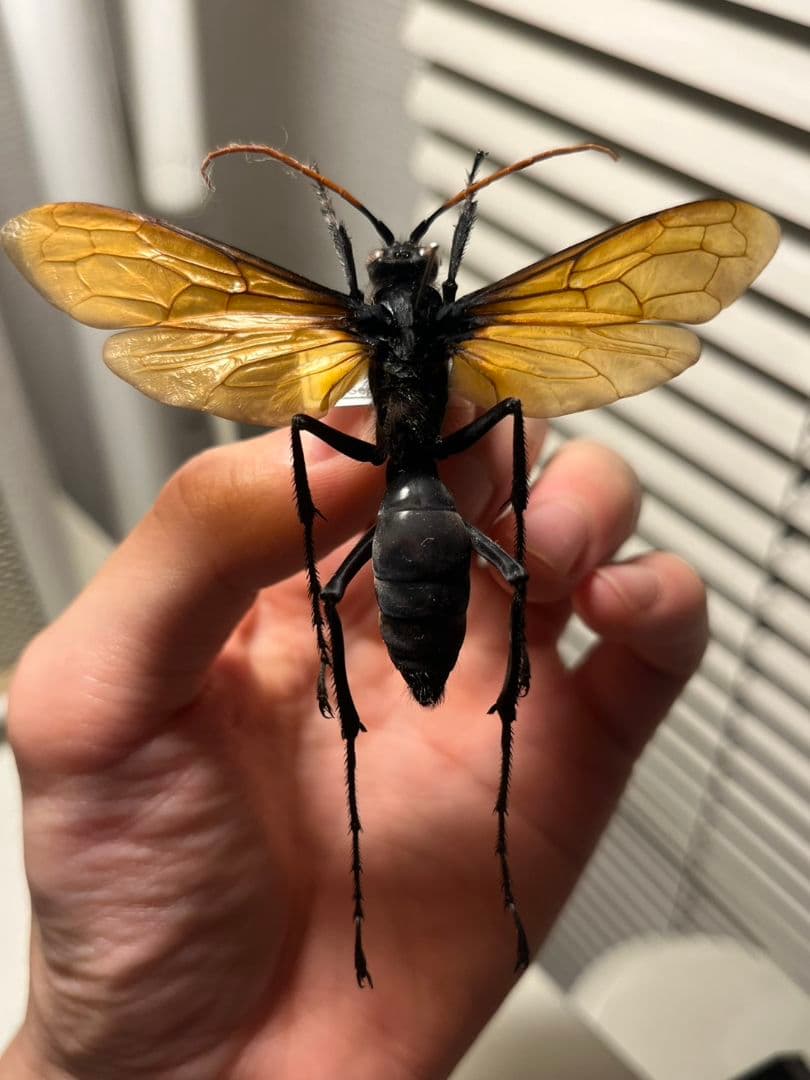 【50mm程】タランチュラホーク バードイータームカデサソリクモハチ標本