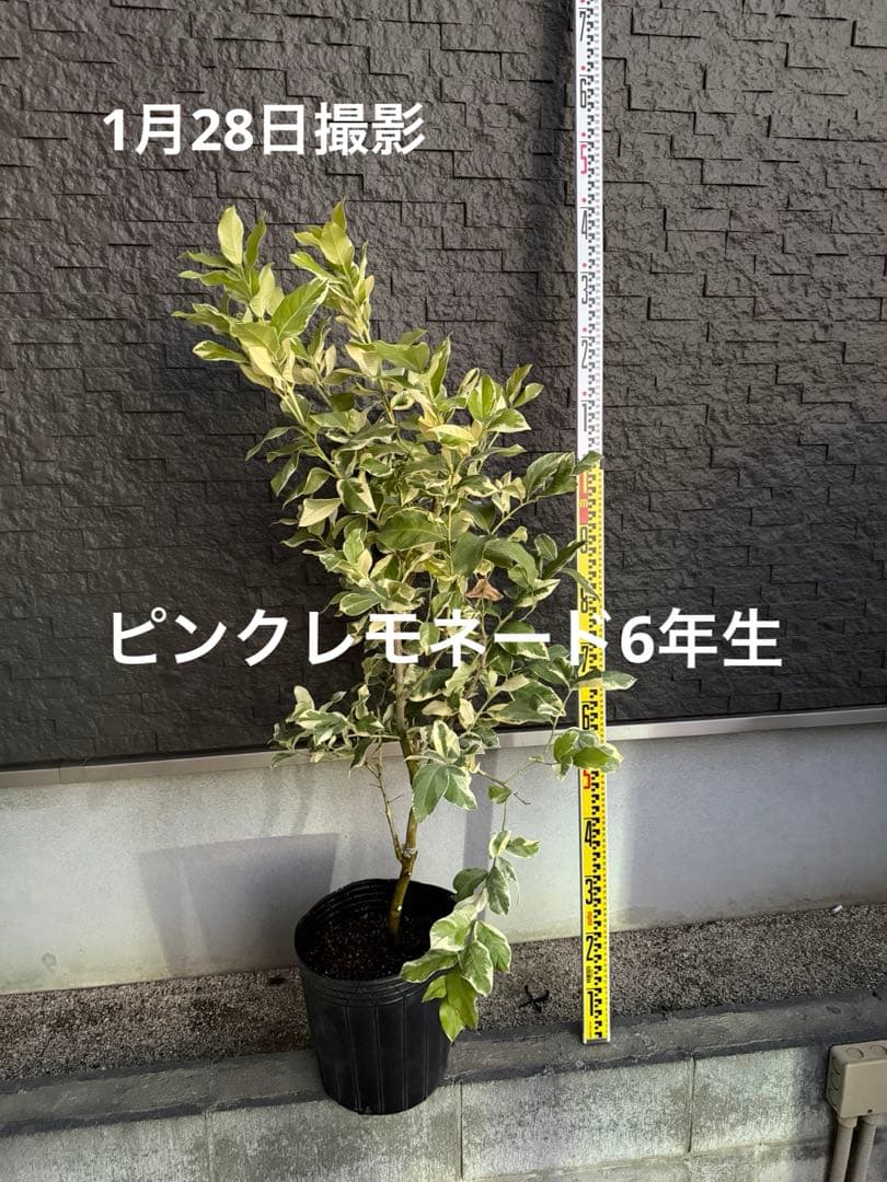 ピンクレモネード 6年生 中型果樹 黒鉢 植木