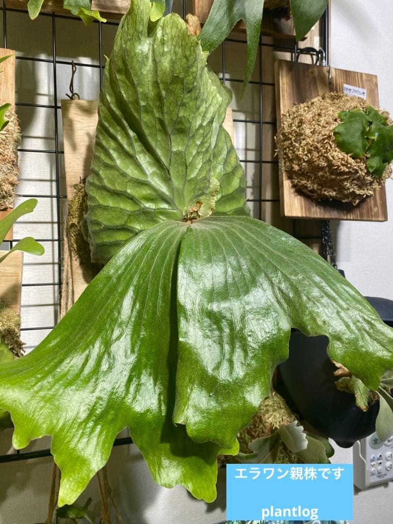 ノアル様　リクエスト