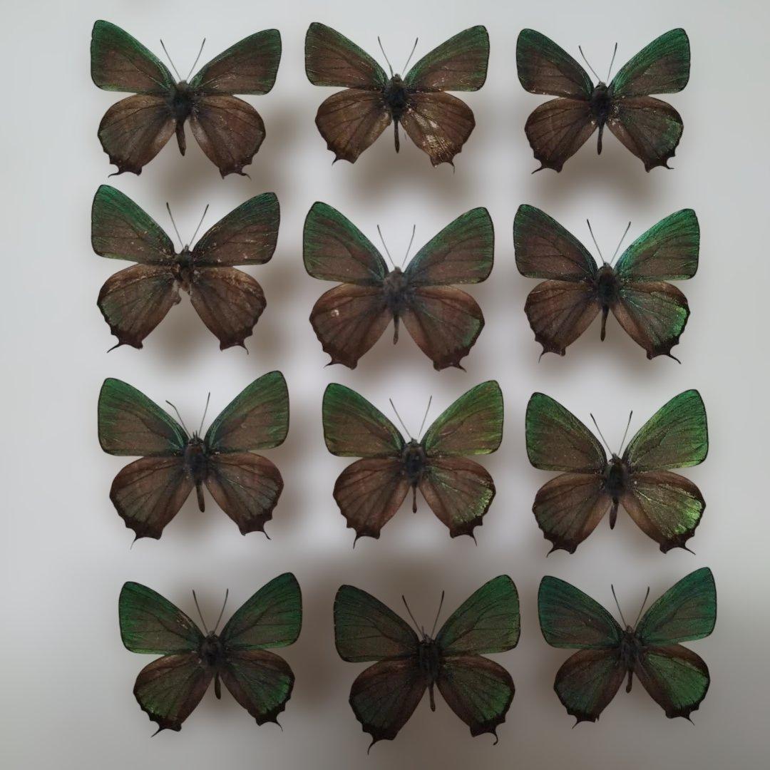 蝶標本　オオミドリシジミ属　１２頭　青森県　不習岳産