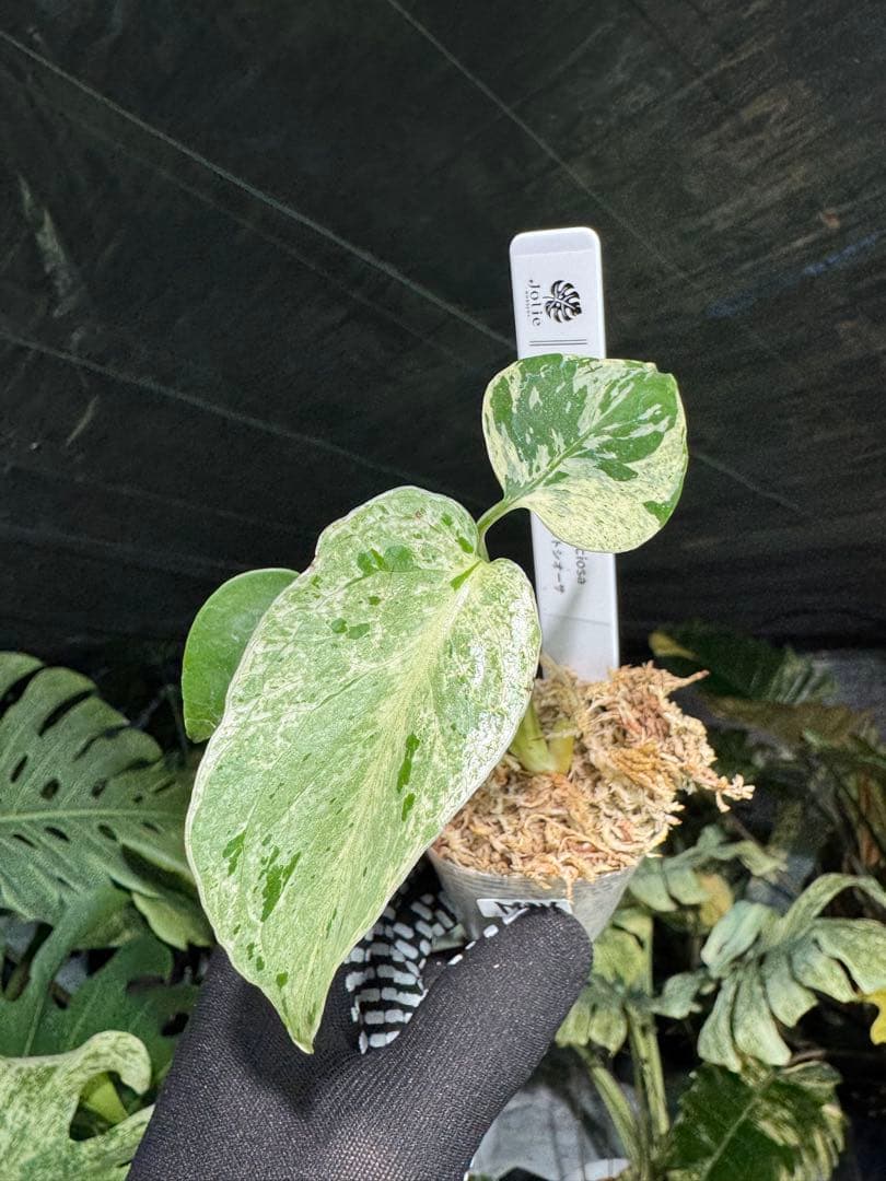 MB16モンステラ　デリシオーサ　ベトシオーサ　2寸ポリポット　ネコポス発送