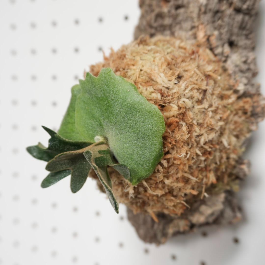 ビカクシダ YMDS ウィリンキー系 イエロームーンドワーフ　スポア Y-9