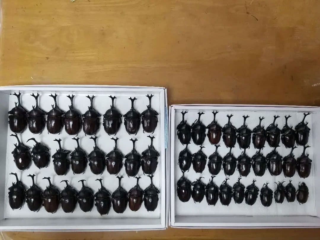 標本　カブトムシ　A~A\