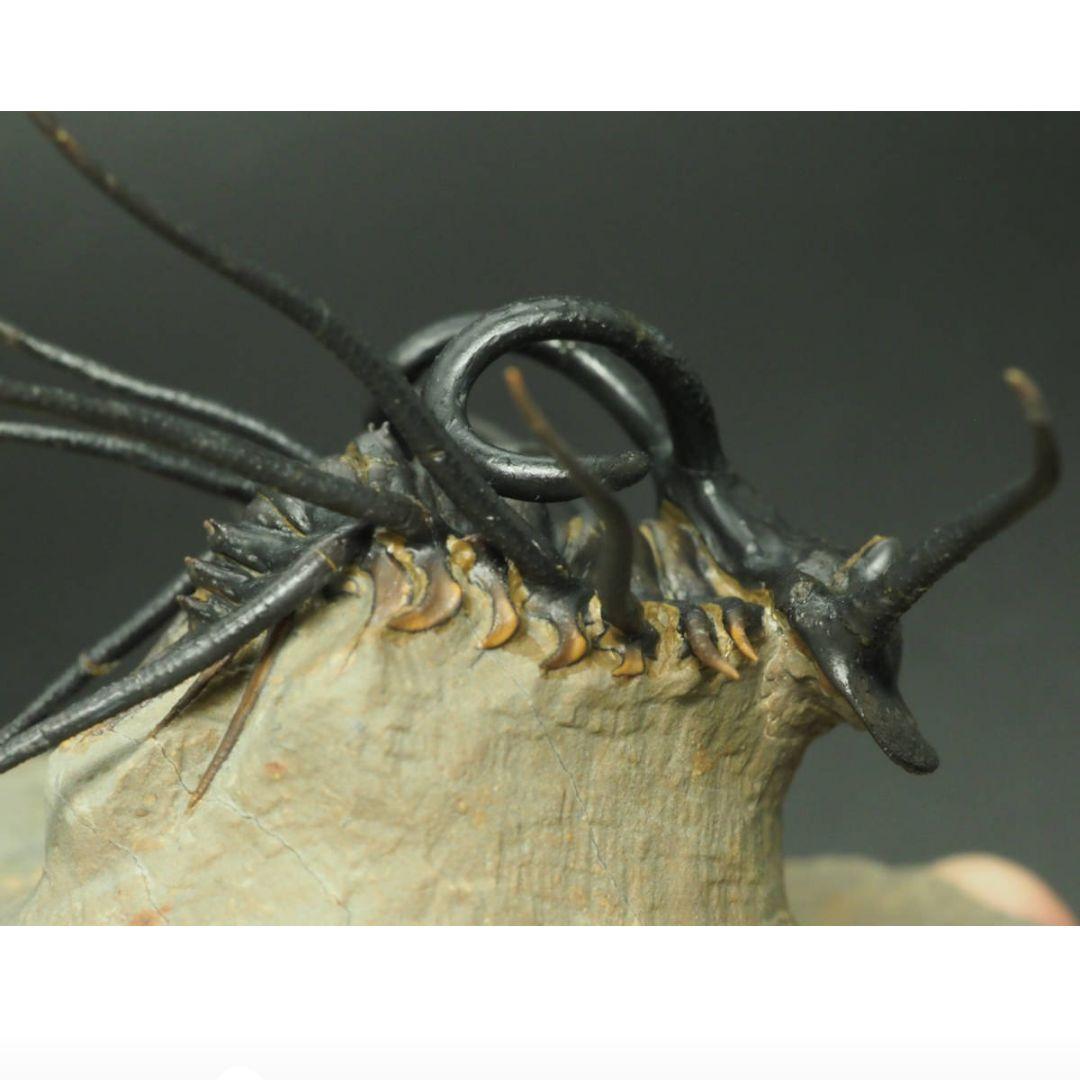 化石標本　骨格　三葉虫　ディクラヌルス　極美麗　特級標本